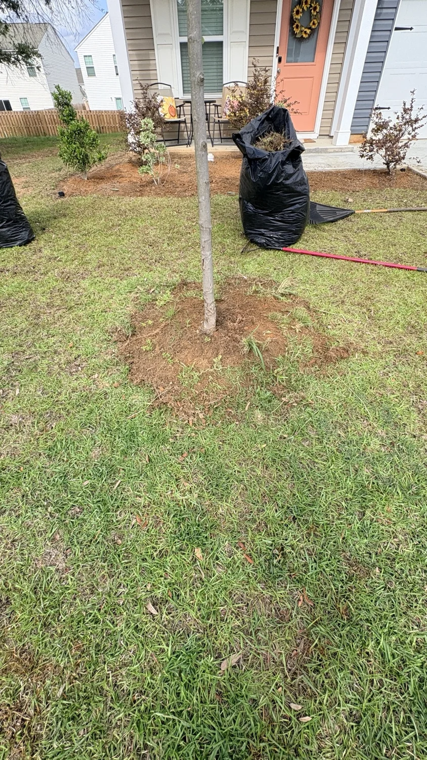 Before mulch installation: a defined mulch ring