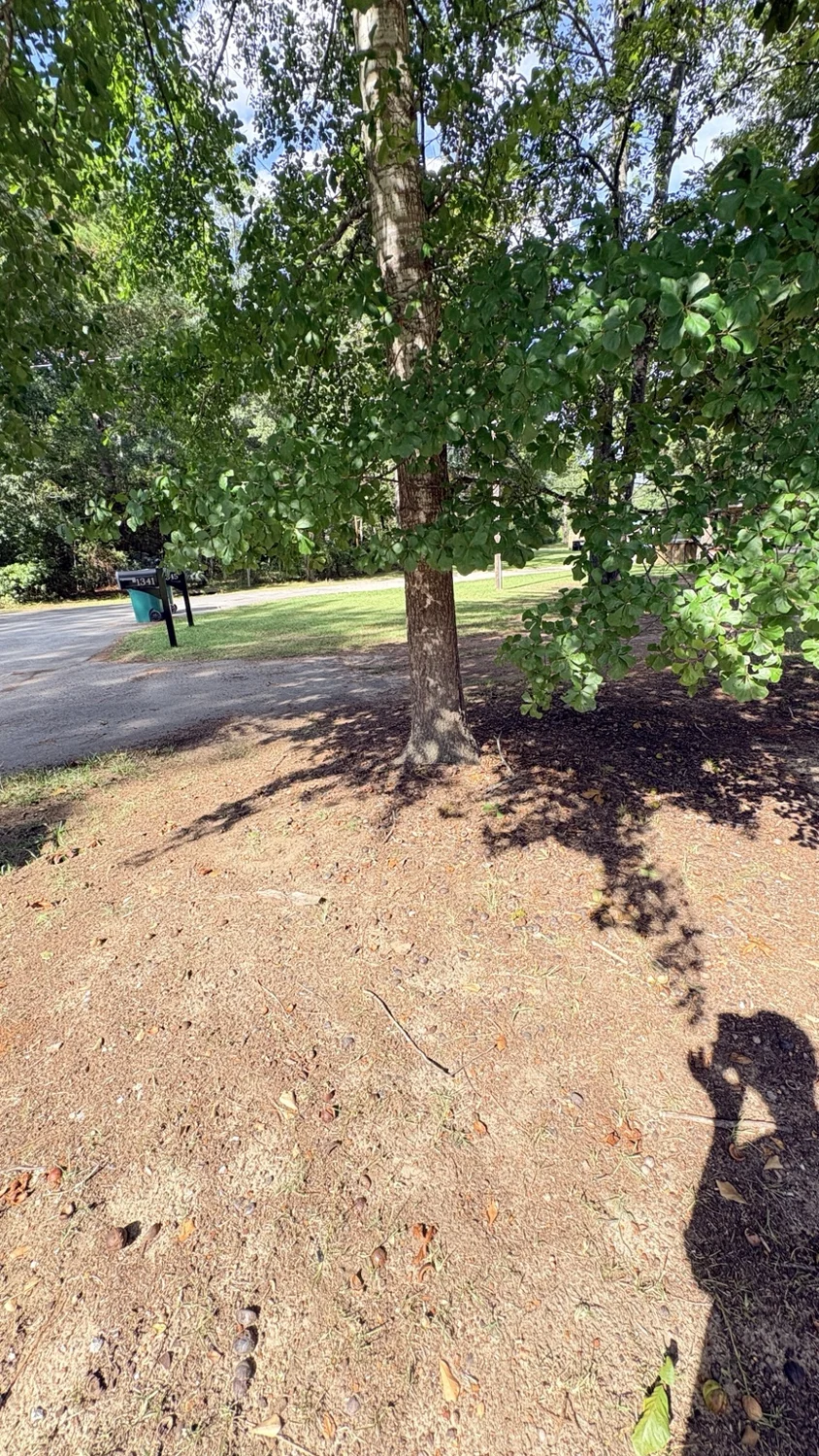 Before tree area · roadside view: customer property before Fixed by Hicks lawn care