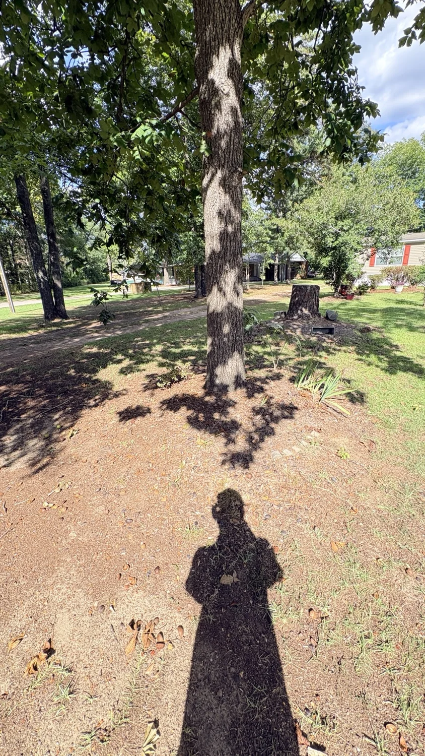 Before tree area · shaded view: customer property before Fixed by Hicks lawn care
