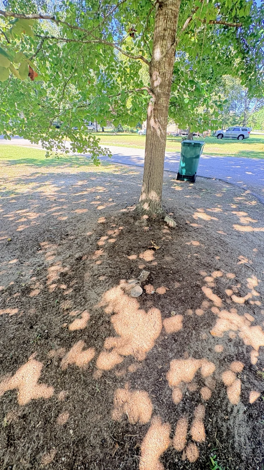 After care around the trees: finished work by Fixed by Hicks